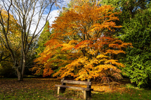 drewniana ławka jesienią - maple tree autumn tree vibrant color zdjęcia i obrazy z banku zdjęć