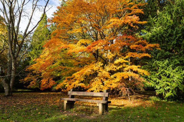 drewniana ławka jesienią - maple tree autumn tree vibrant color zdjęcia i obrazy z banku zdjęć