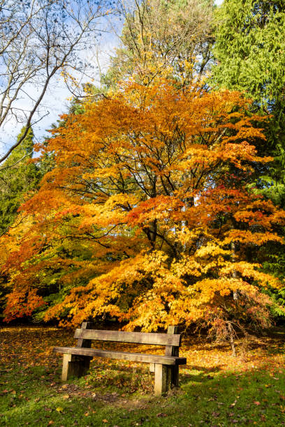 drewniana ławka jesienią - maple tree autumn tree vibrant color zdjęcia i obrazy z banku zdjęć
