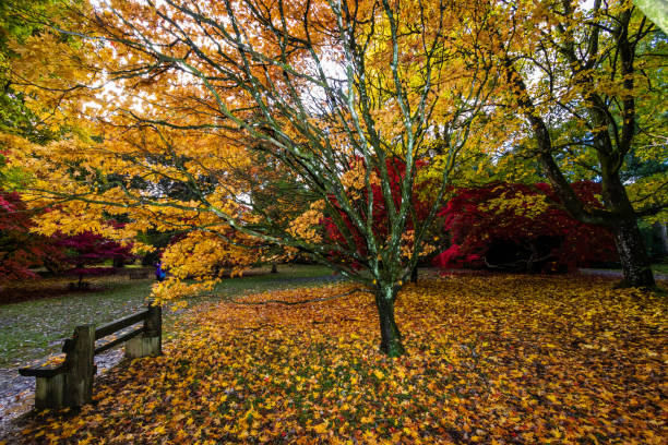 drewniana ławka jesienią - maple tree autumn tree vibrant color zdjęcia i obrazy z banku zdjęć