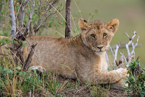 Young lion, panthera leo, Maasai Mara national reserve Kenya, Africa.