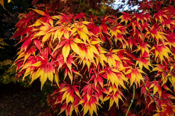 kolorowe liście klonu - maple tree autumn tree vibrant color zdjęcia i obrazy z banku zdjęć