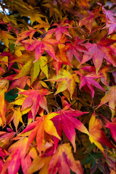 kolorowe liście klonu - maple tree autumn tree vibrant color zdjęcia i obrazy z banku zdjęć