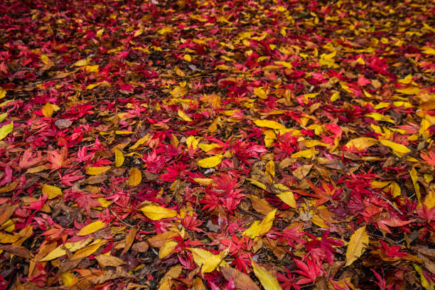 stosy jesiennych liści - maple tree autumn tree vibrant color zdjęcia i obrazy z banku zdjęć