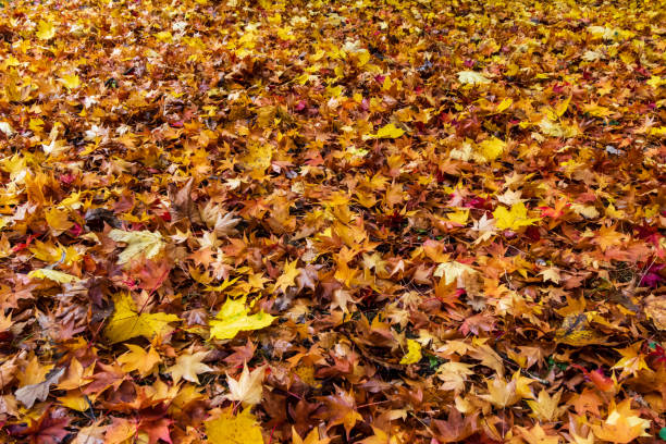 stosy jesiennych liści - maple tree autumn tree vibrant color zdjęcia i obrazy z banku zdjęć