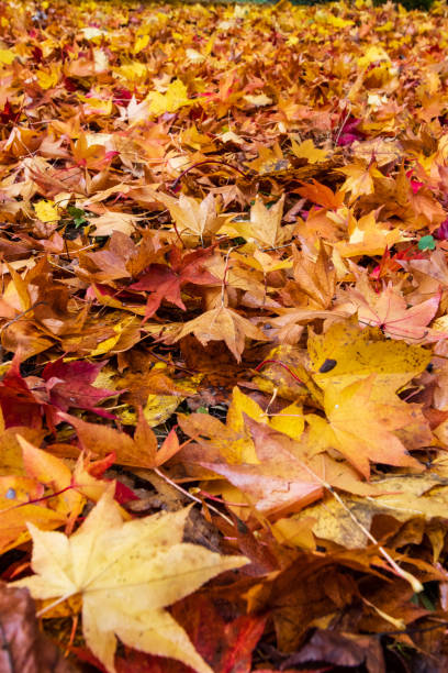 stosy jesiennych liści - maple tree autumn tree vibrant color zdjęcia i obrazy z banku zdjęć