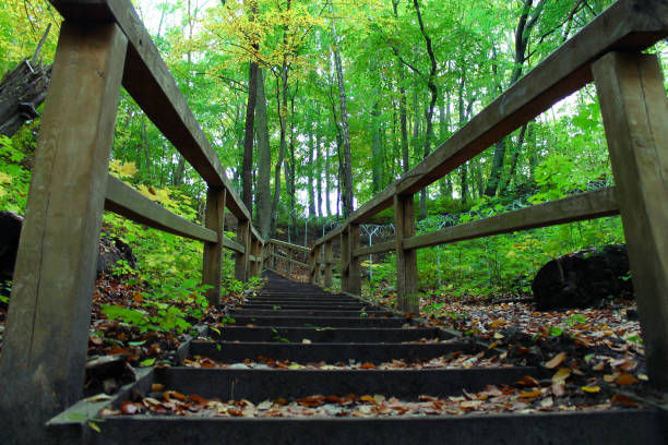 wooden stairs in the forest