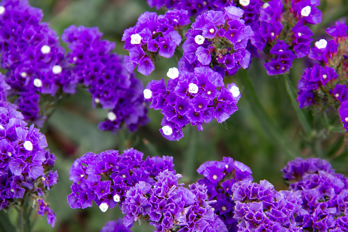 Beautiful flowers of Statice or Limonium sinuatum or Wavyleaf sea lavender. Small flowers with white and violet color.