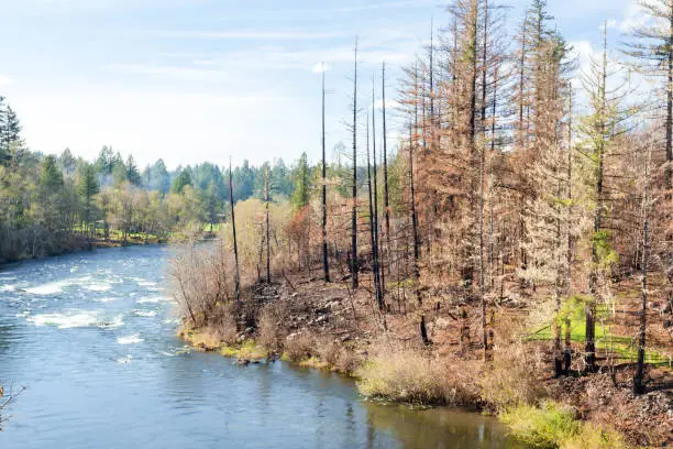 Photo of North Santiam river banks after wild fire