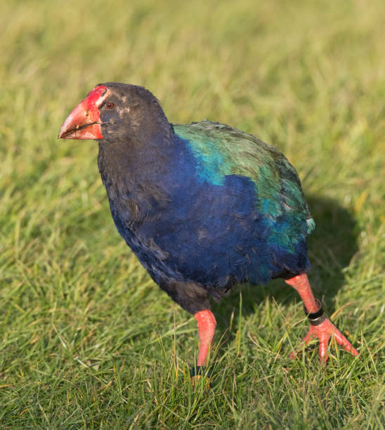 istock South Island Takahe (Porphyrio hochstetteri) 1282541537