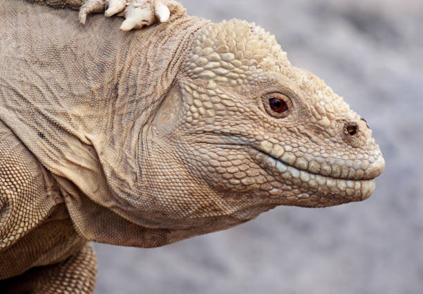 istock Santa Fe Iguana, Amblyrhynchus cristatus trillmichi 1282542666
