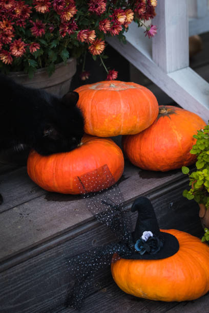 composição do jardim de halloween com um gato preto, abóboras laranja, crisântemo em vasos, decoração de degraus da porta da frente - front door front stoop house yellow - fotografias e filmes do acervo