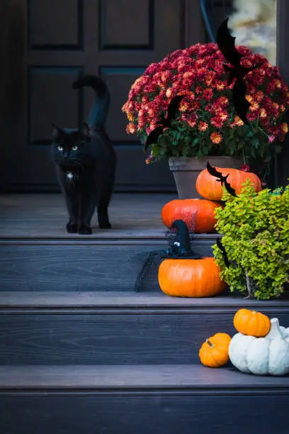 Photo of Halloween garden composition with a black cat, orange pumpkins, chrysanthemum potted, front door steps decoration