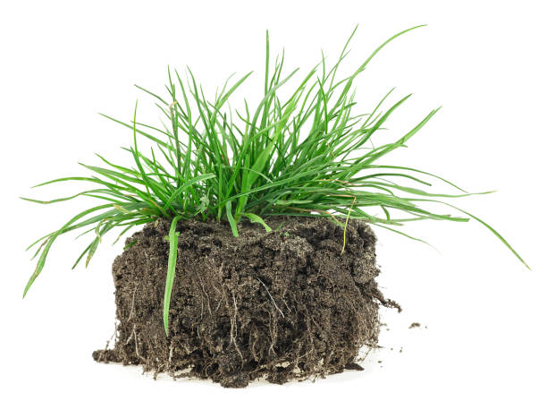 istock Young green grass with soil isolated on a white background. Green grass with dirt. 1282542971