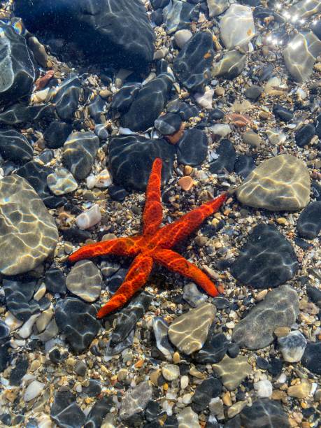 istock Red Starfish in a crystal clear sea 1282543082