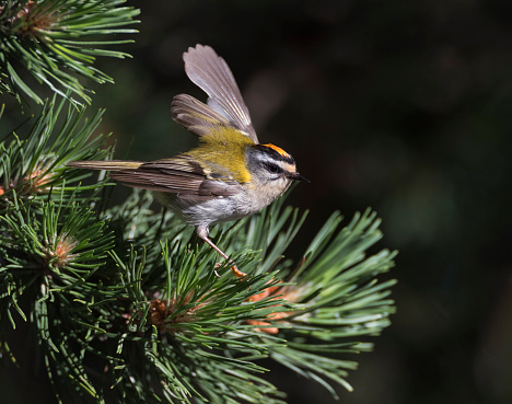 Adult Firecrest (Regulus ignicapilla) wing flicking in a prine tree\