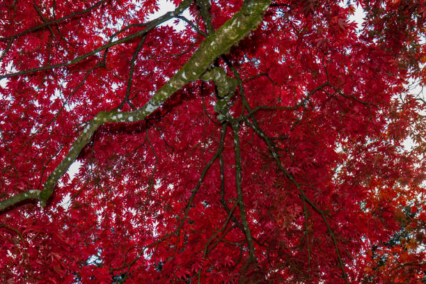 piękne japońskie liście acer - leaf maple maple leaf autumn zdjęcia i obrazy z banku zdjęć