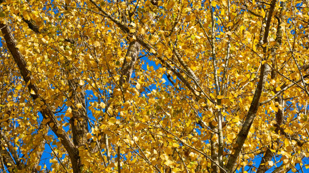 istock up view of a tree with yellow autumn leaves 1282544079
