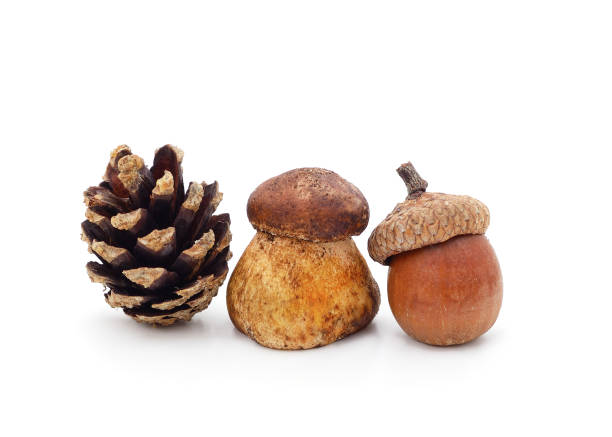 istock Mushroom with cones and acorns. 1282546908