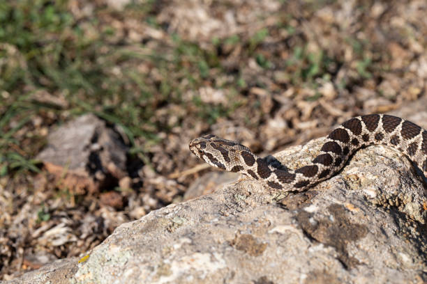 istock wild baby snake in nature 1282547137