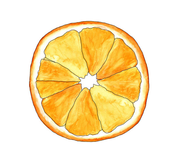 istock watercolor illustration set round orange isolated on white background with sketch black handle orange outline 1282547170