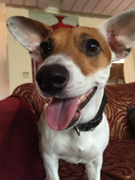 istock Jack Russell terrier with a smiley face 1282547777