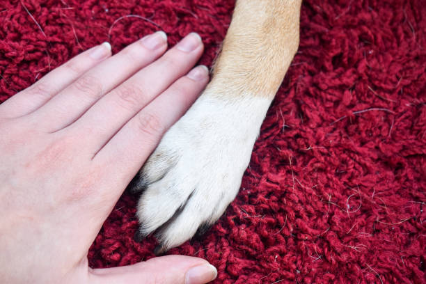 istock Human hand and a dog paw on a red background 1282547927