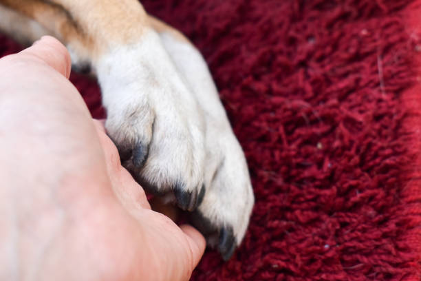 istock Human hand and a dog paw on a red background 1282548009
