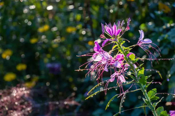 Close-up of a cleome, or spider flower, with stamens and seed pods, covered with dewdrops against a garden background with colorful bokeh. Focus on foreground, with copy space.