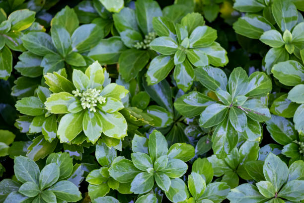Close-up of pachysandra or Japanese spurge, an evergreen groundcover, wet after rain with flower buds. stock photo