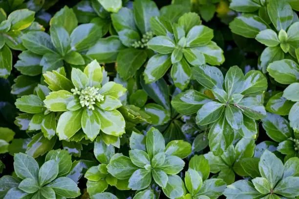 Close-up of pachysandra or Japanese spurge, an evergreen groundcover, wet after rain with flower buds emerging. View from above.