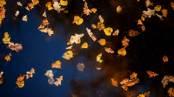 istock Autumn colorful leaves in a puddle. Autumn background 1282549341