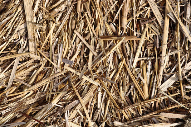 istock Background and texture of golden straw 1282549634