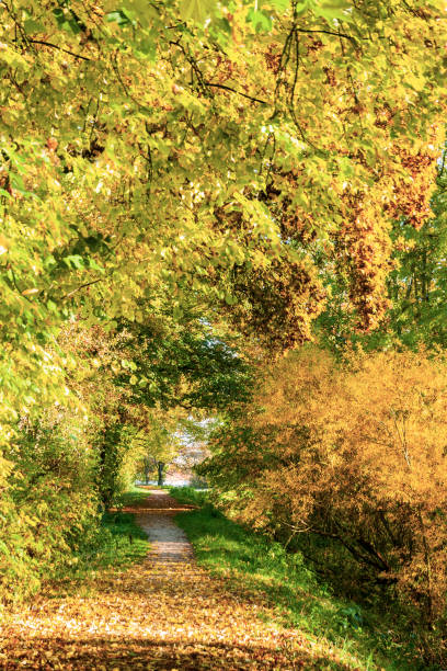 istock Footpath with colorful autumn leaves. 1282550313