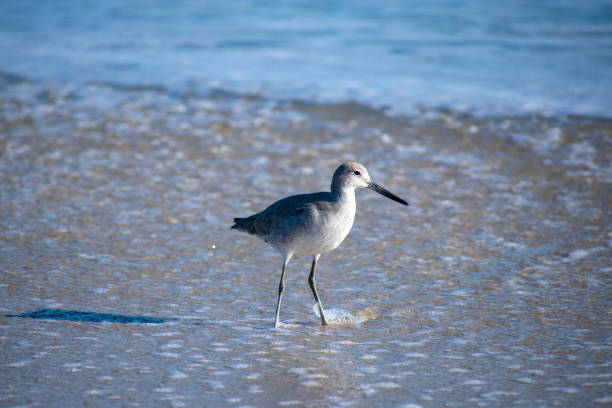 istock Birds of the Outer Banks 1282550385