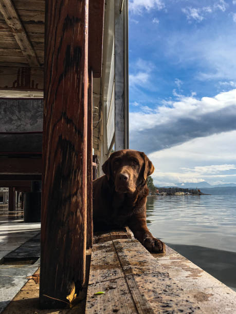 istock Dog in a Village Lake 1282550456