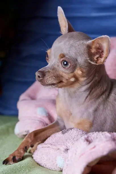 The dog lies and rests. Russian Toy Terrier.