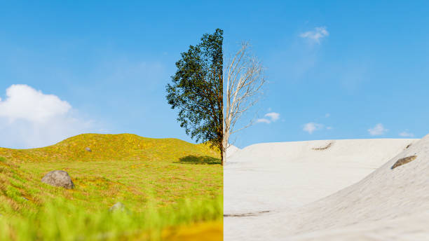 split-bildschirm eines baumes im sommer und winter zeigt den saisonwechsel - nature tree spring concepts stock-fotos und bilder