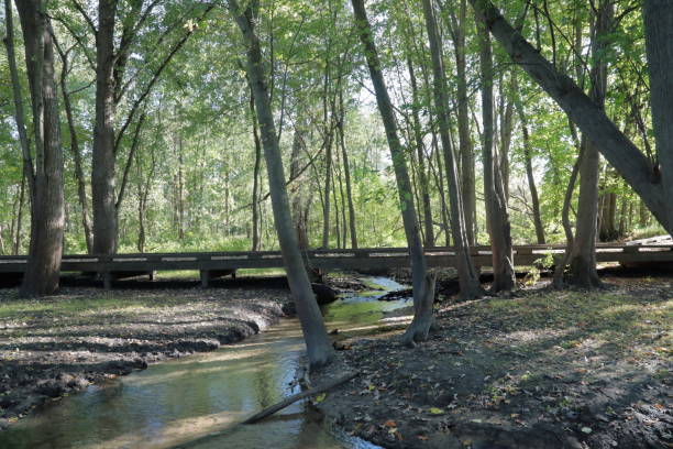 istock A river in the woods in fall season. 1282558135