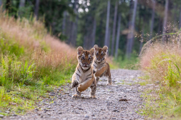istock Two young tigers run towards the viewer 1282558177