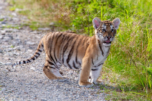 istock Young tiger stands on a path and looks at the viewer 1282558243
