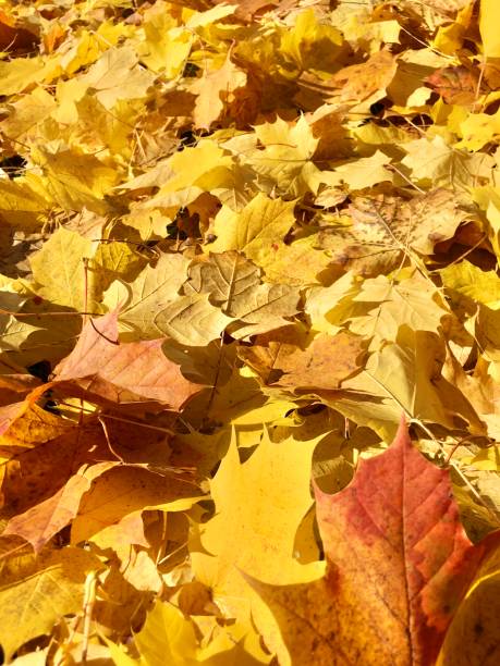 istock Golden autumn in Bavaria, Germany 1282558482