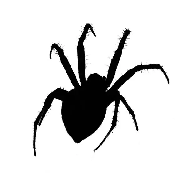 Vector illustration of Spooky Spider