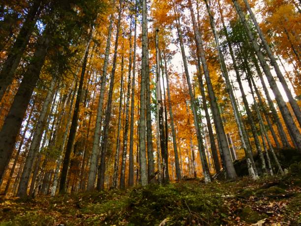 istock Golden autumn in Bavaria, Germany 1282559387