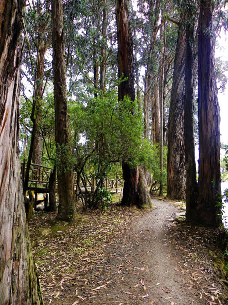 istock Eucalyptus natural park and footpath through it 1282559660