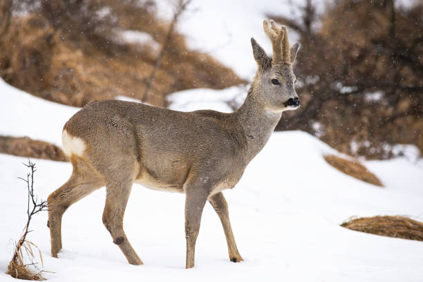 istock Roe deer walking on snowy glade in winter nature. 1282560568