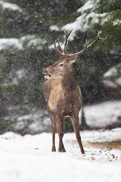 istock Red deer stag standing in forest during winter snowstorm 1282560648