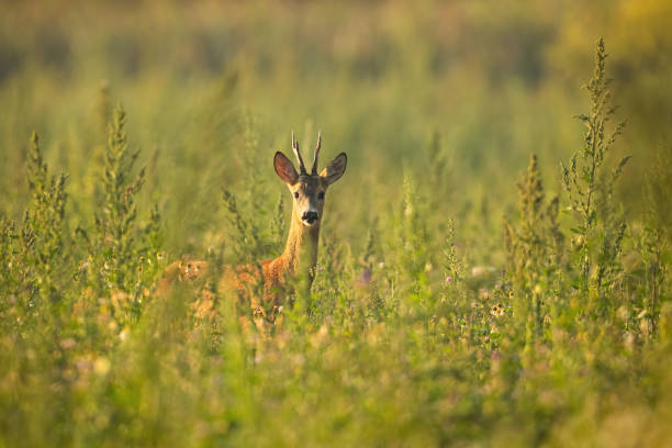 istock Roe deer buck standing on meadow in summertime nature. 1282560990