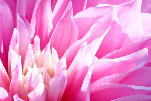 istock Dahlia in Japan 1282561056