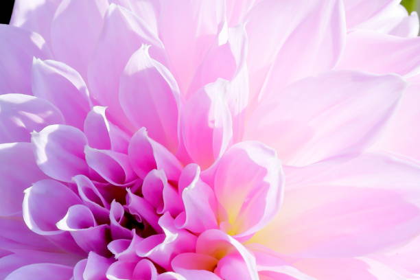 istock Dahlia in Japan 1282561058